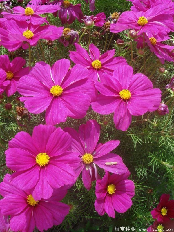波斯菊<a href='http://www.njszjj.com/' target='_blank'>種子</a>
