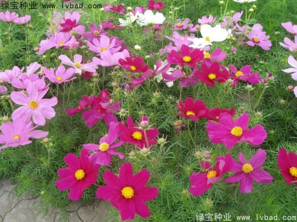<a href='http://www.njszjj.com/caohuazhongzi/12.html' target='_blank'>波斯菊種子</a>