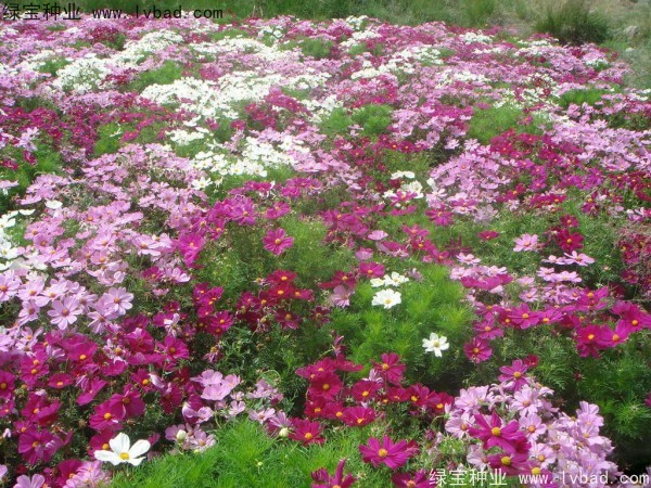 <a href='http://www.njszjj.com/caohuazhongzi/12.html' target='_blank'>波斯菊種子</a>