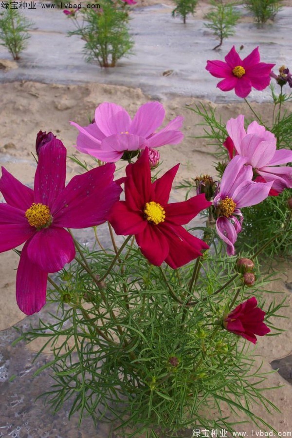 <a href='http://www.njszjj.com/caohuazhongzi/12.html' target='_blank'>波斯菊種子</a>