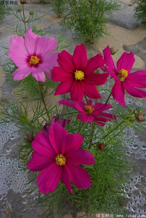 波斯菊<a href='http://www.njszjj.com/' target='_blank'>種子</a>