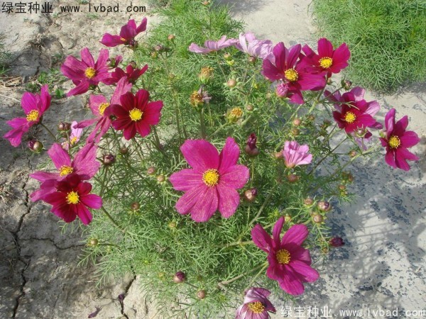 波斯菊<a href='http://www.njszjj.com/' target='_blank'>種子</a>