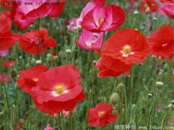 <a href='http://www.njszjj.com/caohuazhongzi/161.html' target='_blank'>虞美人</a>