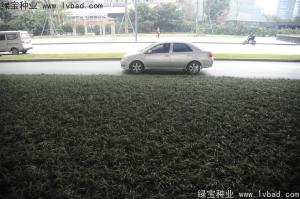 麥冬草<a href='http://www.njszjj.com/' target='_blank'>種子</a>