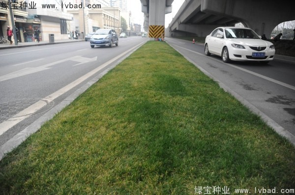 麥冬草<a href='http://www.njszjj.com/' target='_blank'>種子</a>