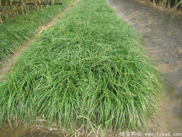 <a href='http://www.njszjj.com/linmuzhongzi/1695.html' target='_blank'>麥冬草種子</a>