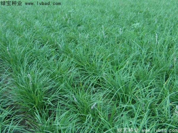 <a href='http://www.njszjj.com/linmuzhongzi/1695.html' target='_blank'>麥冬草</a><a href='http://www.njszjj.com/' target='_blank'>種子</a>