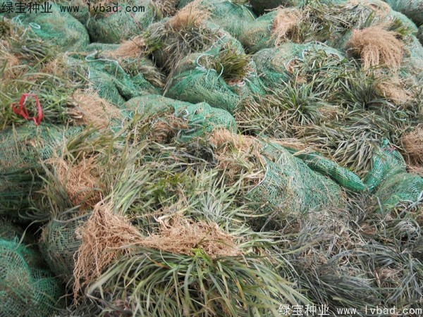 <a href='http://www.njszjj.com/linmuzhongzi/1695.html' target='_blank'>麥冬草種子</a>