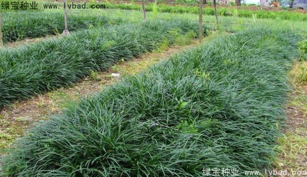 <a href='http://www.njszjj.com/linmuzhongzi/1695.html' target='_blank'>麥冬草種子</a>