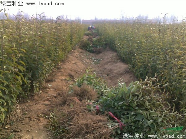 <a href='http://www.njszjj.com/linmuzhongzi/1696.html' target='_blank'>大葉女貞種子</a>