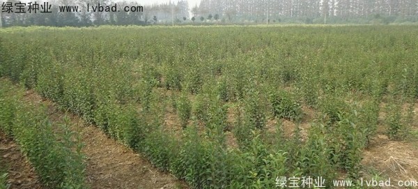 <a href='http://www.njszjj.com/linmuzhongzi/1696.html' target='_blank'>大葉女貞種子</a>