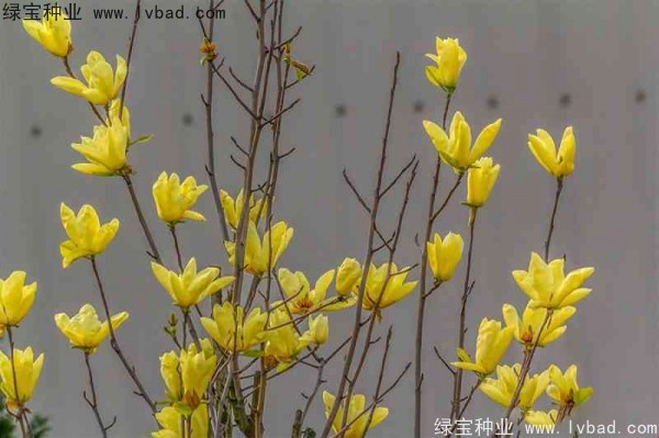 <a href='http://www.njszjj.com/linmuzhongzi/1697.html' target='_blank'>黃玉蘭</a>