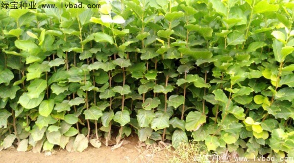 <a href='http://www.njszjj.com/linmuzhongzi/1697.html' target='_blank'>黃玉蘭</a>