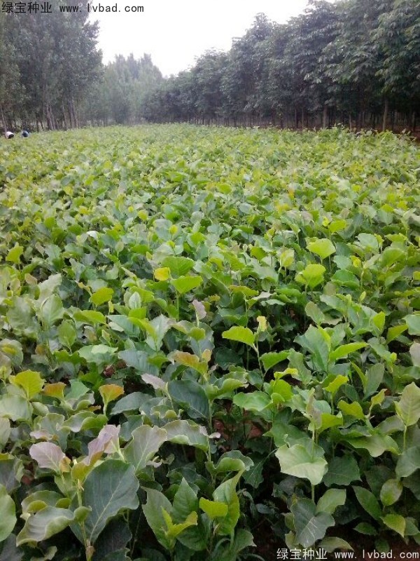 黃<a href='http://www.njszjj.com/linmuzhongzi/1813.html' target='_blank'>玉蘭</a>