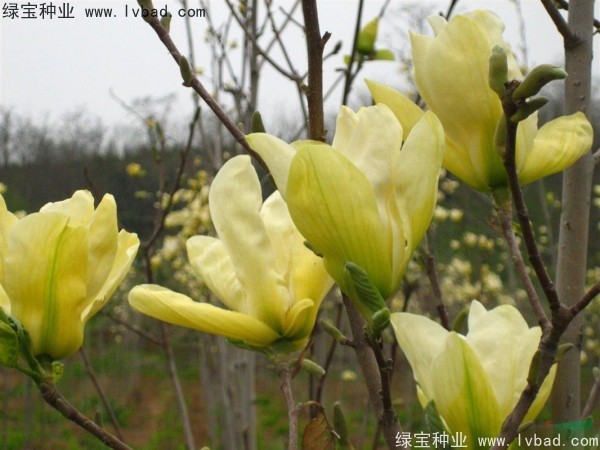 黃<a href='http://www.njszjj.com/linmuzhongzi/1813.html' target='_blank'>玉蘭</a>