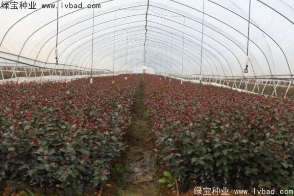 紫薇<a href='http://www.njszjj.com/' target='_blank'>種子</a>