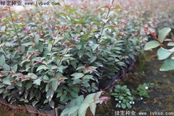 <a href='http://www.njszjj.com/linmuzhongzi/1698.html' target='_blank'>紫薇種子</a>