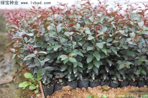 <a href='http://www.njszjj.com/linmuzhongzi/1698.html' target='_blank'>紫薇種子</a>