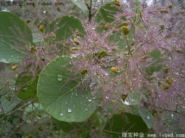 <a href='http://www.njszjj.com/linmuzhongzi/1699.html' target='_blank'>黃櫨種子</a>