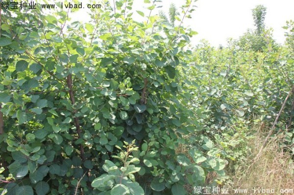 黃櫨<a href='http://www.njszjj.com/' target='_blank'>種子</a>