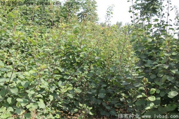 <a href='http://www.njszjj.com/linmuzhongzi/1699.html' target='_blank'>黃櫨種子</a>