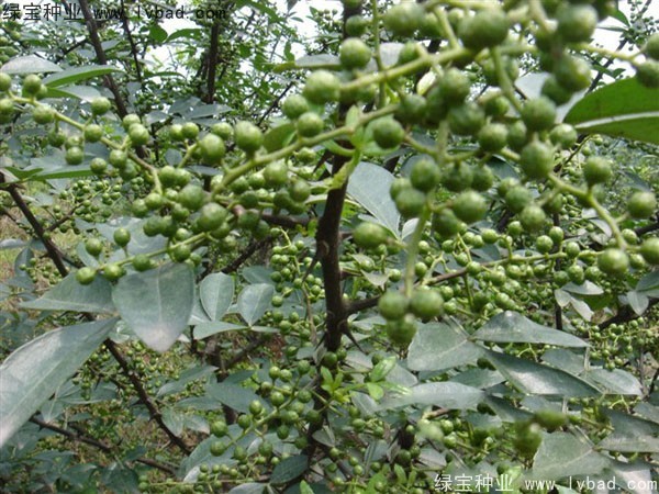 <a href='http://www.njszjj.com/linmuzhongzi/1701.html' target='_blank'>花椒種子</a>