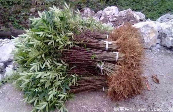 花椒<a href='http://www.njszjj.com/' target='_blank'>種子</a>