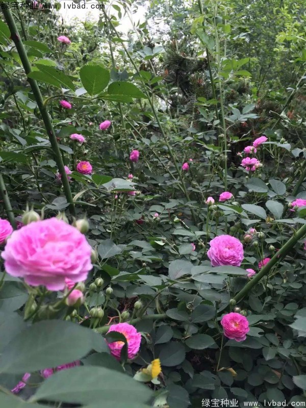 <a href='http://www.njszjj.com/linmuzhongzi/1702.html' target='_blank'>薔薇種子</a>