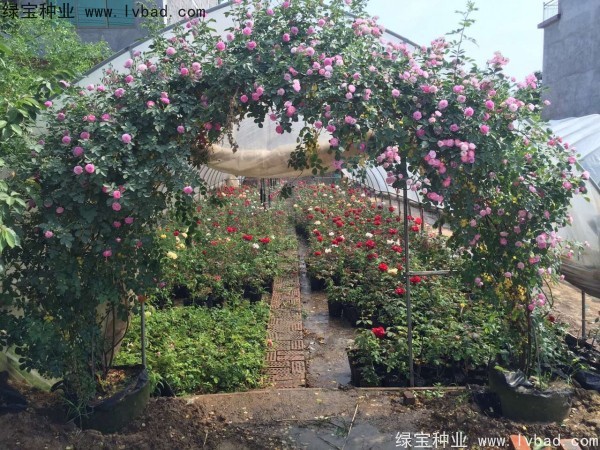 <a href='http://www.njszjj.com/linmuzhongzi/1702.html' target='_blank'>薔薇種子</a>