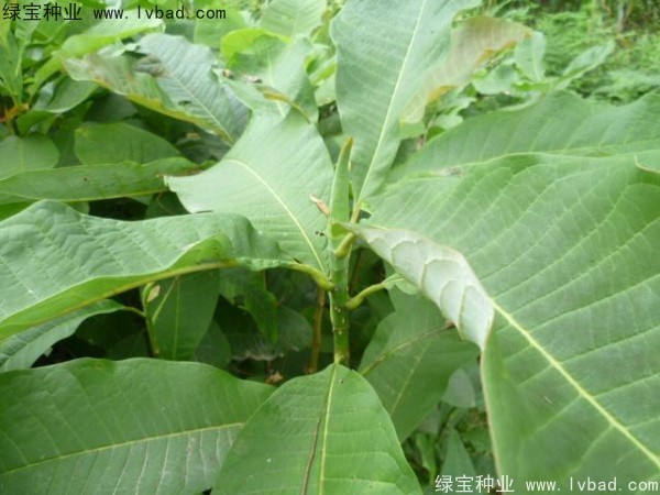 <a href='http://www.njszjj.com/linmuzhongzi/1703.html' target='_blank'>厚樸種子</a>