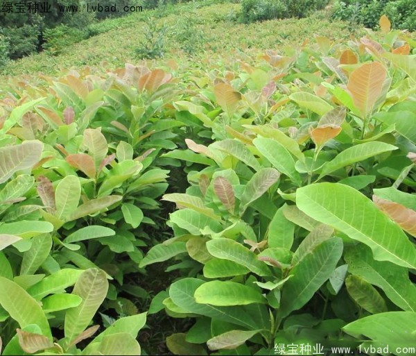 厚樸<a href='http://www.njszjj.com/' target='_blank'>種子</a>