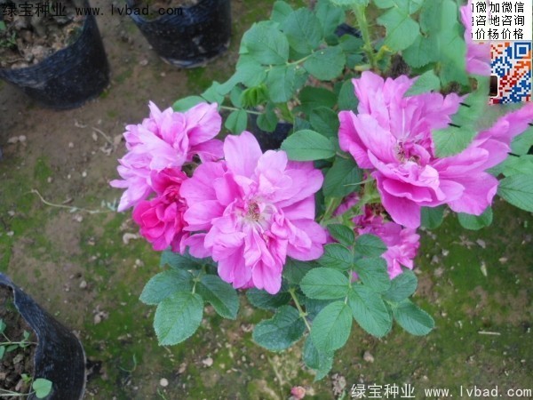 <a href='http://www.njszjj.com/linmuzhongzi/1704.html' target='_blank'>玫瑰花種子</a>