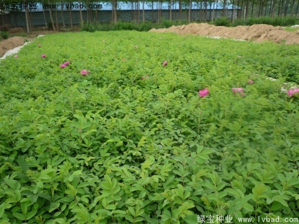 <a href='http://www.njszjj.com/linmuzhongzi/1704.html' target='_blank'>玫瑰花</a><a href='http://www.njszjj.com/' target='_blank'>種子</a>