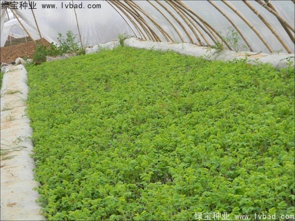 <a href='http://www.njszjj.com/linmuzhongzi/1704.html' target='_blank'>玫瑰花種子</a>