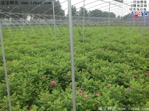 玫瑰花<a href='http://www.njszjj.com/' target='_blank'>種子</a>