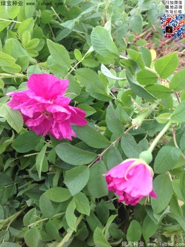 <a href='http://www.njszjj.com/linmuzhongzi/1704.html' target='_blank'>玫瑰花種子</a>