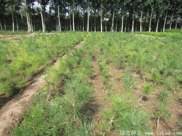 <a href='http://www.njszjj.com/linmuzhongzi/1705.html' target='_blank'>華山松種子</a>
