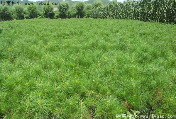 <a href='http://www.njszjj.com/linmuzhongzi/1705.html' target='_blank'>華山松種子</a>
