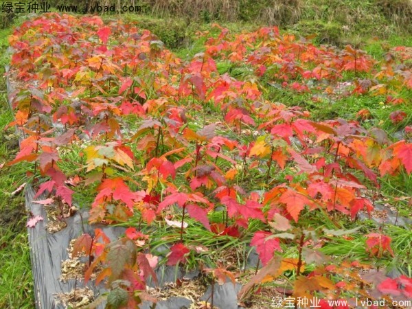 <a href='http://www.njszjj.com/linmuzhongzi/1706.html' target='_blank'>紅楓種子</a>