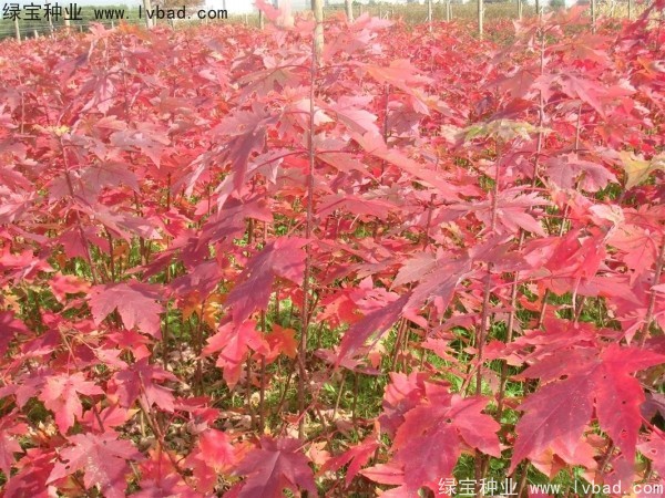 紅楓<a href='http://www.njszjj.com/' target='_blank'>種子</a>