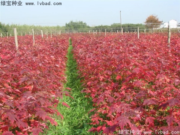 <a href='http://www.njszjj.com/linmuzhongzi/1706.html' target='_blank'>紅楓</a><a href='http://www.njszjj.com/' target='_blank'>種子</a>
