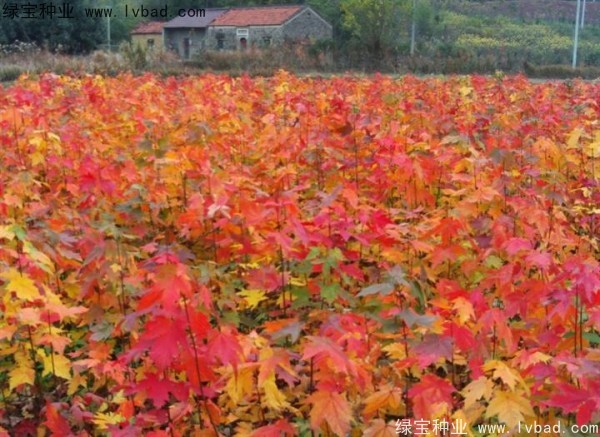 紅楓<a href='http://www.njszjj.com/' target='_blank'>種子</a>