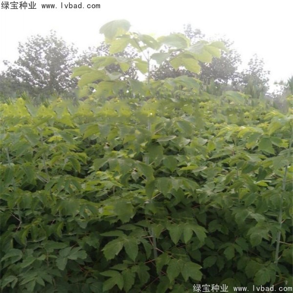 <a href='http://www.njszjj.com/linmuzhongzi/1707.html' target='_blank'>糖槭種子</a>