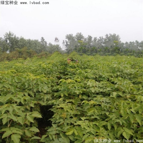 糖槭<a href='http://www.njszjj.com/' target='_blank'>種子</a>