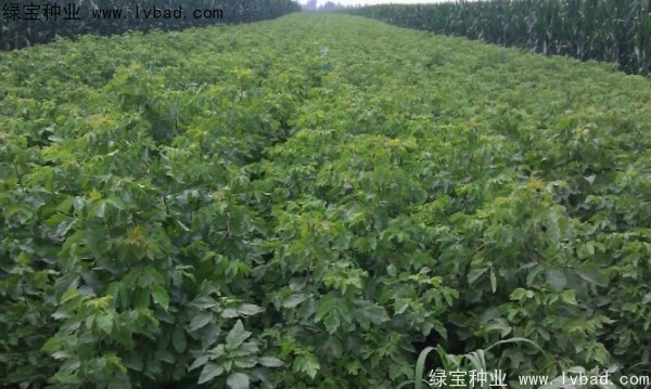糖槭<a href='http://www.njszjj.com/' target='_blank'>種子</a>