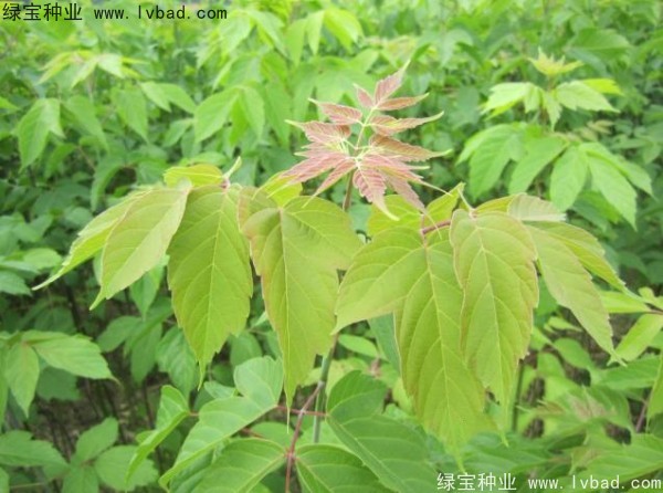 <a href='http://www.njszjj.com/linmuzhongzi/1707.html' target='_blank'>糖槭種子</a>