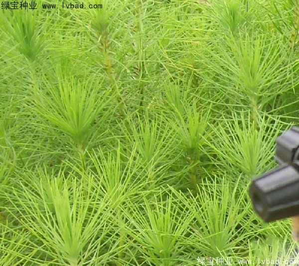 <a href='http://www.njszjj.com/linmuzhongzi/1708.html' target='_blank'>馬尾松種子</a>