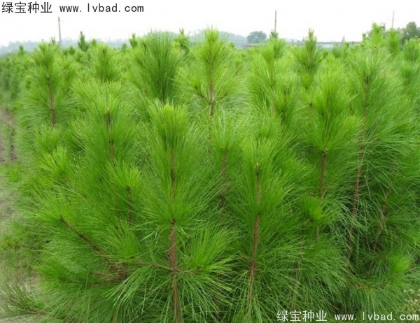 <a href='http://www.njszjj.com/linmuzhongzi/1708.html' target='_blank'>馬尾松種子</a>