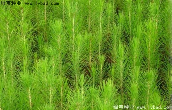 <a href='http://www.njszjj.com/linmuzhongzi/1708.html' target='_blank'>馬尾松種子</a>