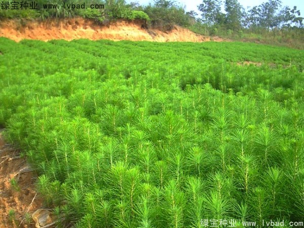 馬尾松<a href='http://www.njszjj.com/' target='_blank'>種子</a>